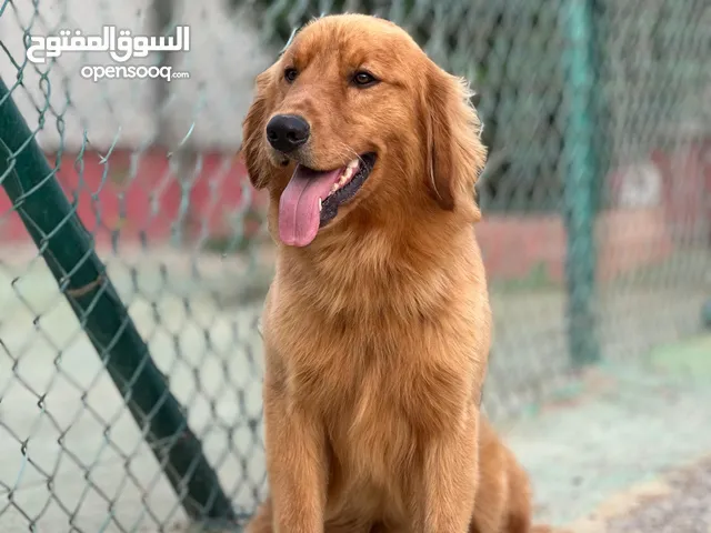 جولدن ريتريفر ذكر