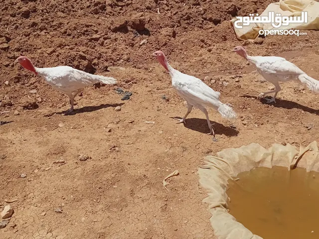 حبش فرنسي تب نضافه