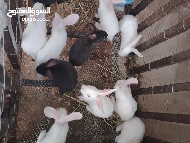 ارانب فرنسي وبندوق هجين بابون  15 ارنب عمر شهرين