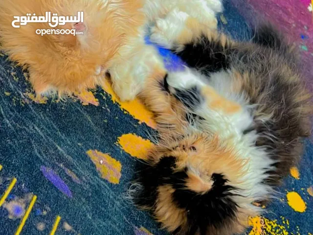 انثى وذكر بكي فيس اعمار شهرين اطراف قصيره مكاني ديوانية