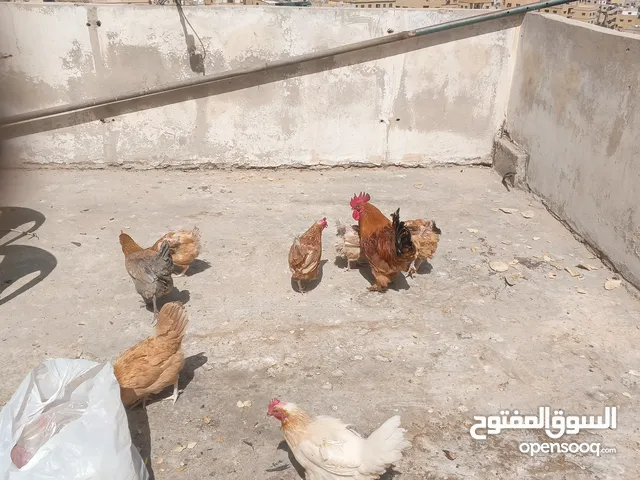 دجاج لوهمان