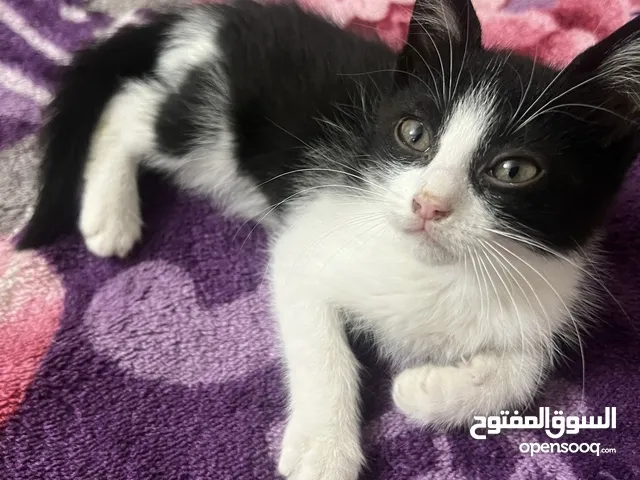 قط ذكر شيرازي رومي