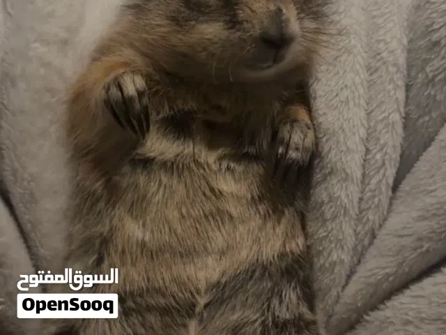 جلب البراري