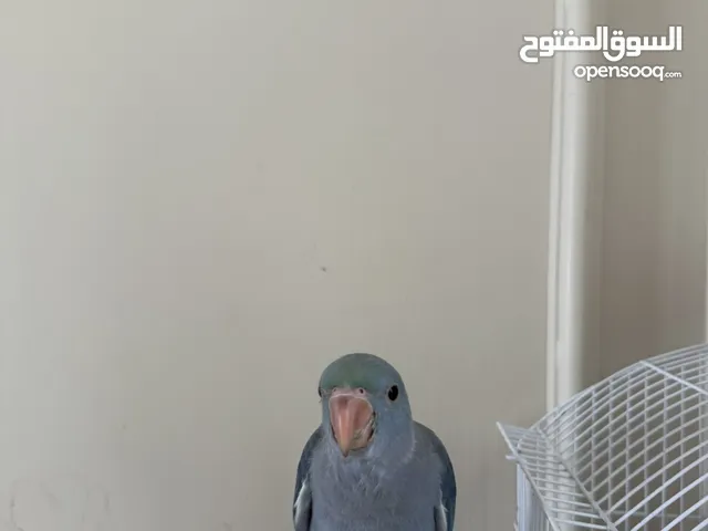 ببغاء الدره الزرق ازرق الي له خاطر يكلمني
