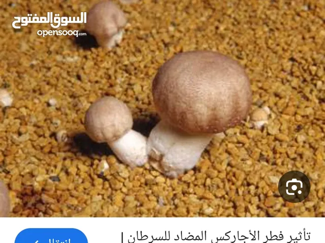 مطلوب ممول لمشروع زراعي