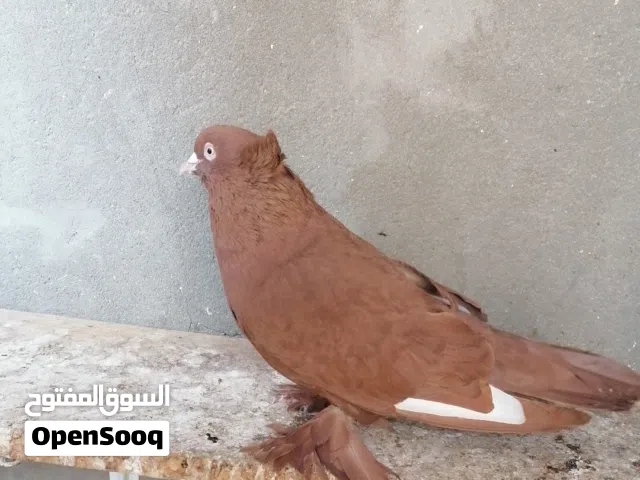 رواعب للبيع