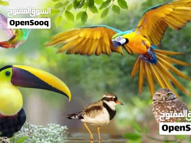 مطلوب طائر زينة للتبني