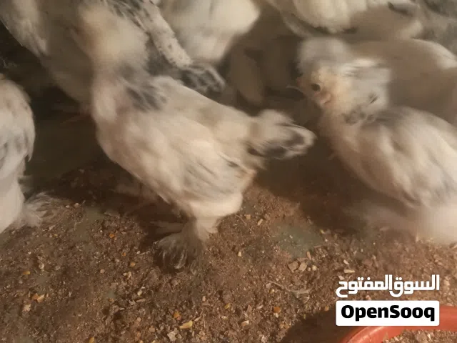 دجاج براهما للبيع