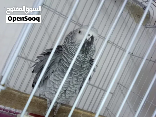 حبه كاسكو متكلم بطلاقة