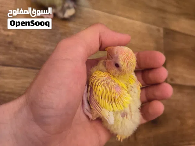 السلام عليكم ورحمه الله وبركاته انتاج روز