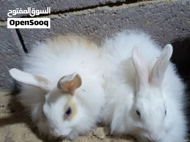 زوج ارانب ارانب