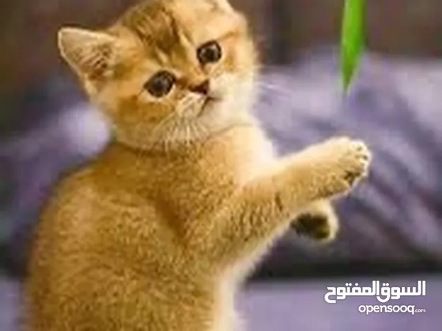جولدن بريتش قط