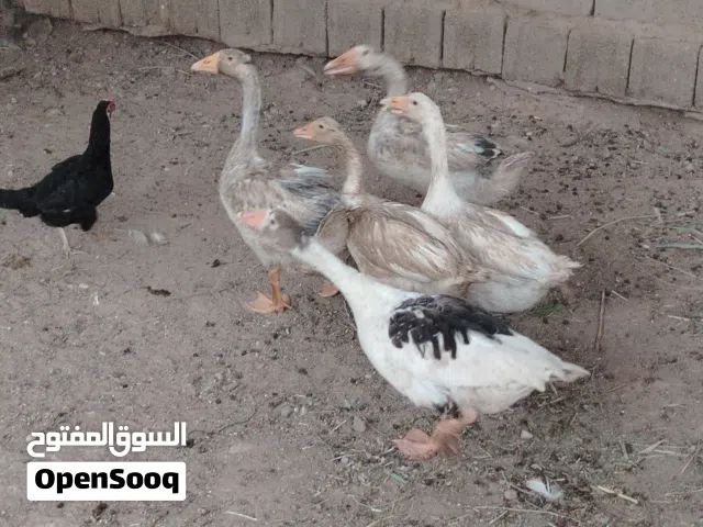 بط اربع مخاليف وامهن مالات السنه خشنات