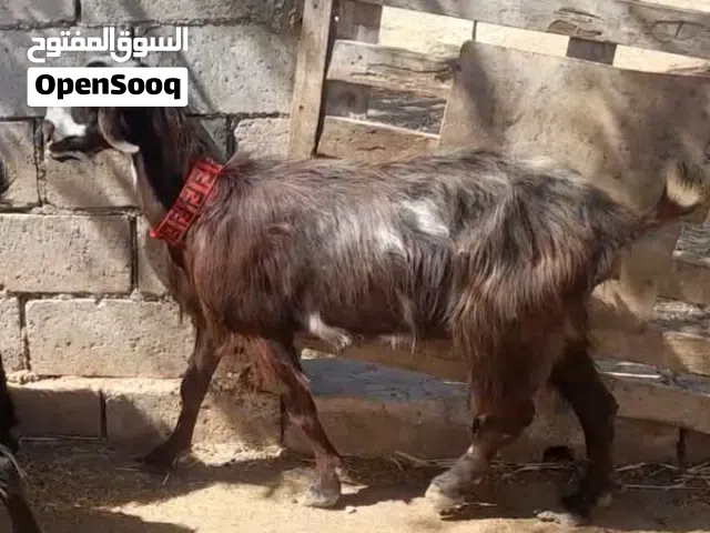 عقيقه ذبيحه نذر فدو عنز بلدي سن نظيف