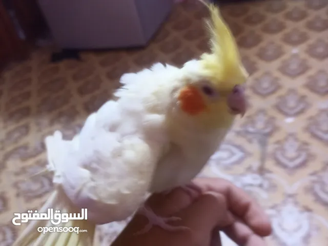 سلام عليكم زوج كوكتيل اليفات نضافه وصحه خير من الله شراي يجي خاص سعر 100 الطير شكري عيون حمر والن