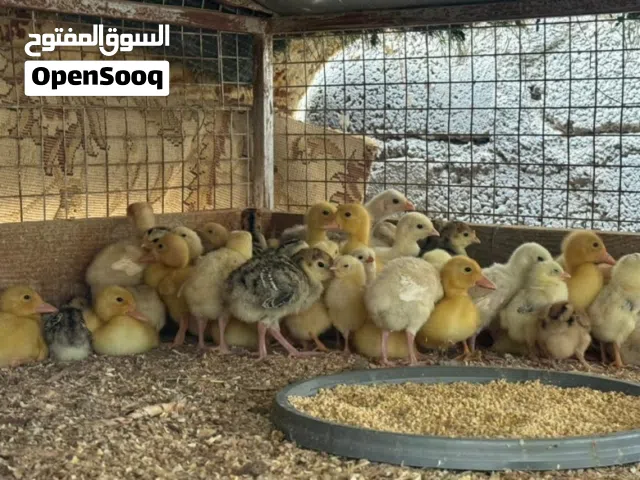 صيصان بط بيكيني +ديك الرومي البرونزي + الحبشي الكنجا + صيصان فرنسي عماني (التفاصيل في الوصف )