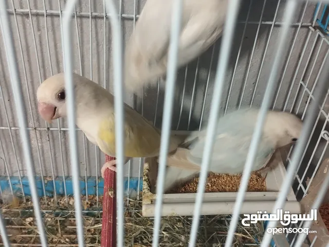 كوبيه روز مشاءلله