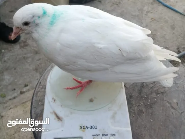 متوفر لزبائنها الكرام / زغاليل بلدي للاكل/ حمام فرنسي للذبح / ارانب نخب اول التفاصيل بالوصف