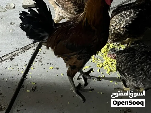 ثلاث ديوكة لبيع رس اصلي عرب