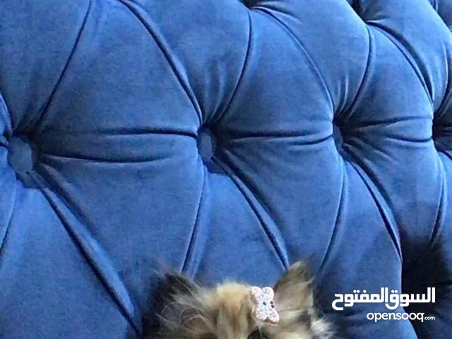قطط للبيع نوع هملايا وهملايا كاليكو