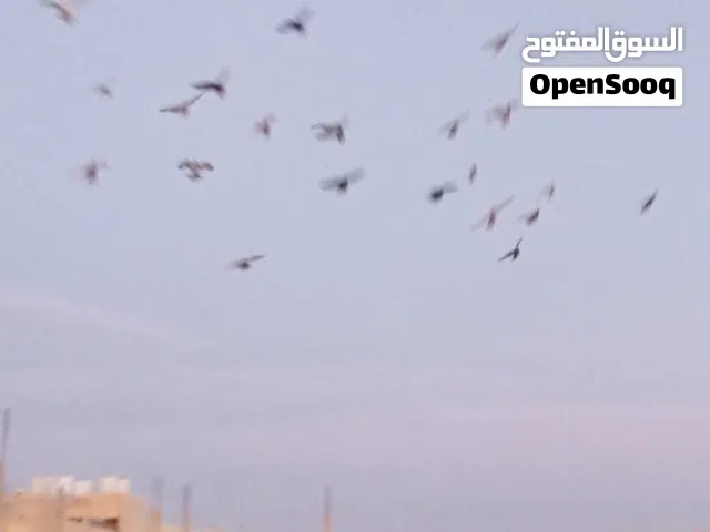 قطعه حمام للبيع