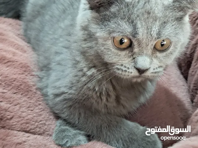 A Touch of Elegance – Meet Our Scottish Fold Lady