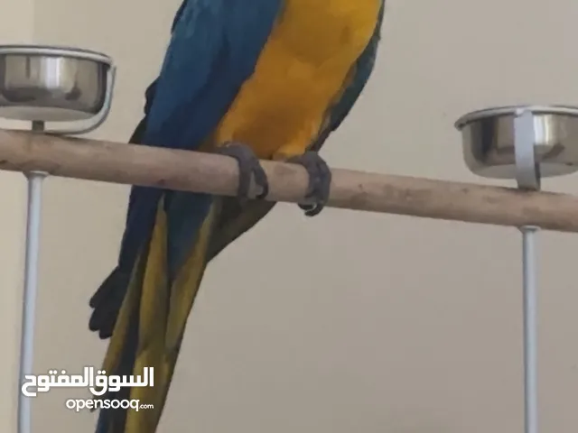 مكاو عمر سنتين