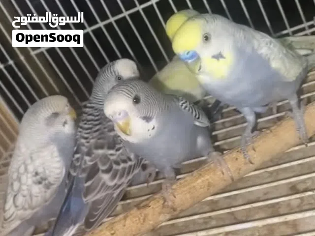 محل الزرافة بيع الطيور والحيوانات والاسماك