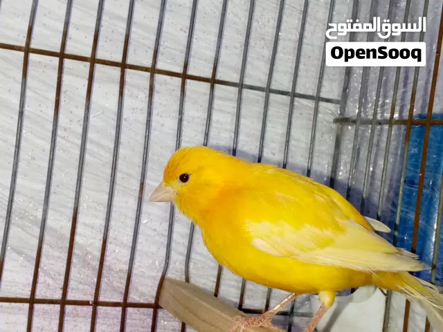 متوفر طيرتين اول خيرهم