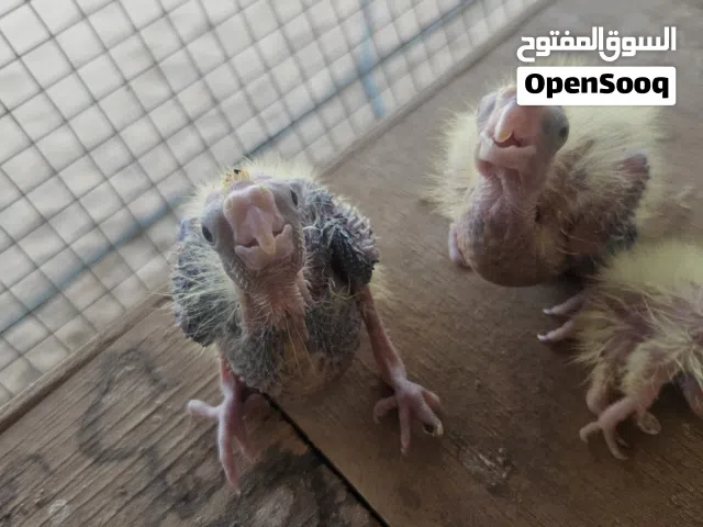 لي عشاق الترويض متوفر