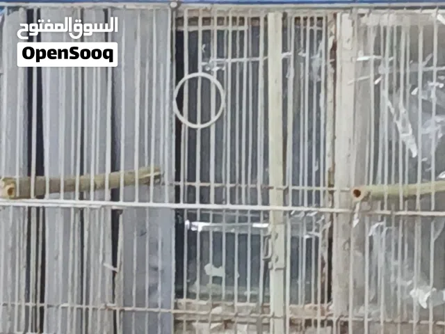 ببغاء قرين شيك كنيور