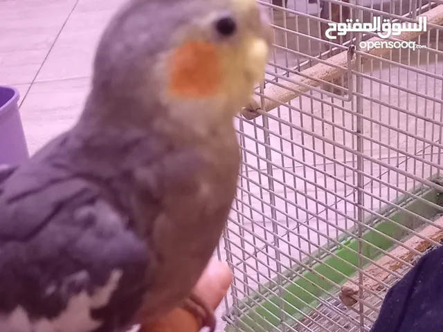 طير كوكتيل حبشي. يغني و يلحن عمره ما يقارب من 3 إلى 5 أشهر للبيع أليف ذكر السعر 23