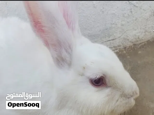 أرانب فرنسيات