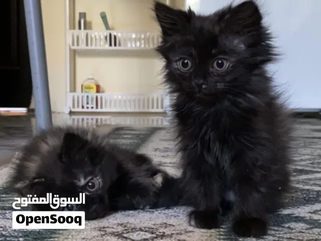 قطط اناثي للبيع عمر شهرين