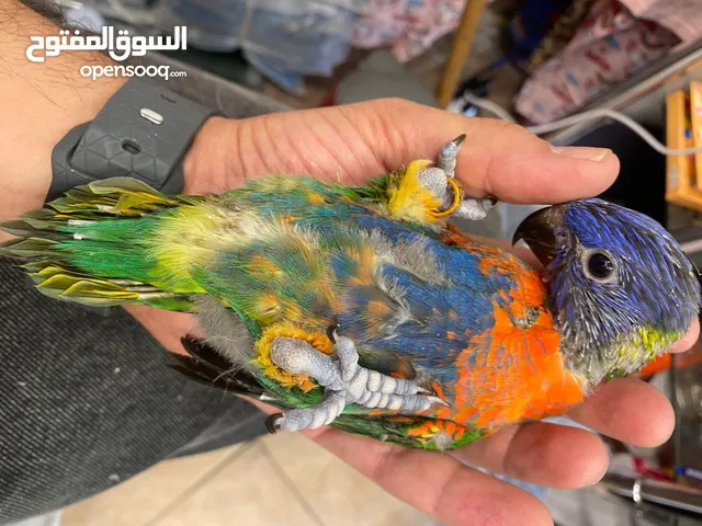 ببغاء لوري لون مميز جدا طفرة نادرة لون صدر ملون و ازرق زق يدوي متعود على السرنجة قرب ينفطم