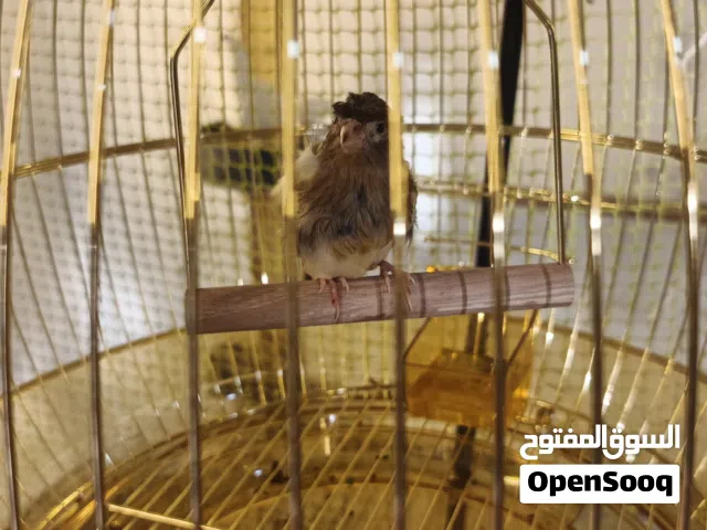 طيور كناري 3فحله تبزير منزل + 4نثاية جاهزات