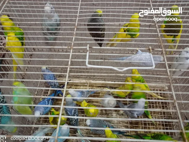 طيور نظيفة وبدون اي عيووب 13 زوج عشاق بادجي ابااااء ومنتجات و 2 أزواج شباب ،