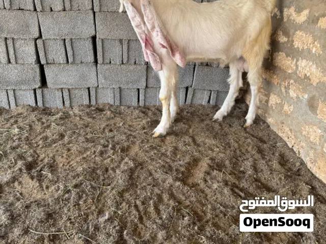 السلام عليكم ورحمة الله وبركاته جدي حجازي مشاء الله سلاله لاقوة الا بالله