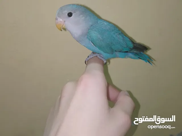 السلام عليكم موجود ببغاء روز الييف ماشاء الله ما بعض ابدا ما بعرف شو يعني عض اليف جدا ومطيع
