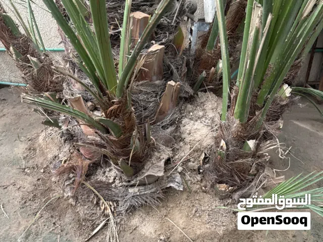 فروخ او فسائل نخل برحي الخشن ب300 والناعم 200