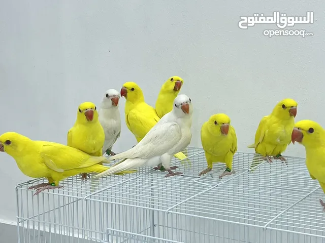 متاتو فروخ نهاية غر