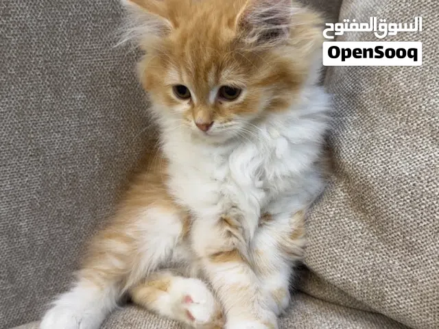 ذكور و اناث شيرازي مكس تركش انغورا الواحد على 500 السعر ثابت للتواصل فقط واتساب