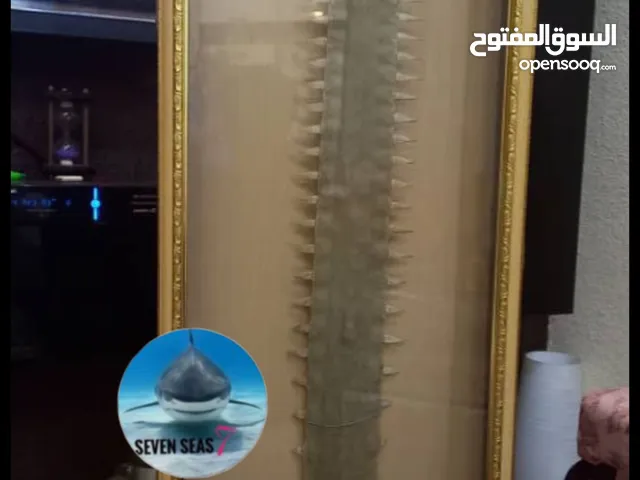 منشار القرش تحفه Shark saw masterpiece