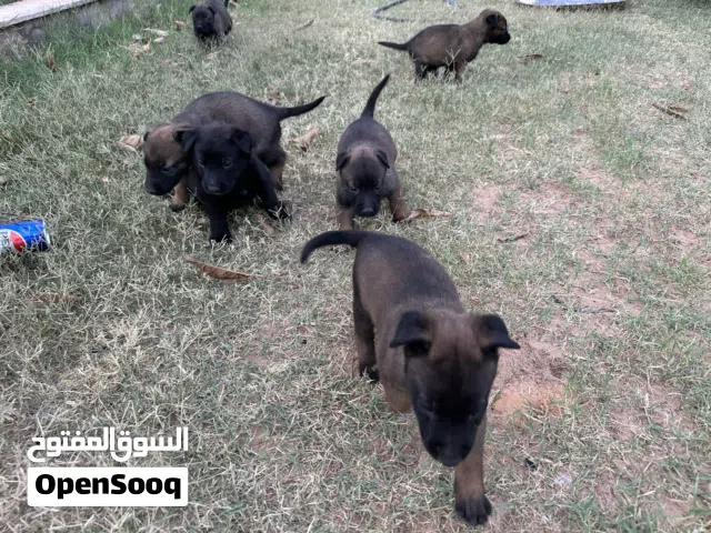 جراوي مالينوا العمر 40 يوم