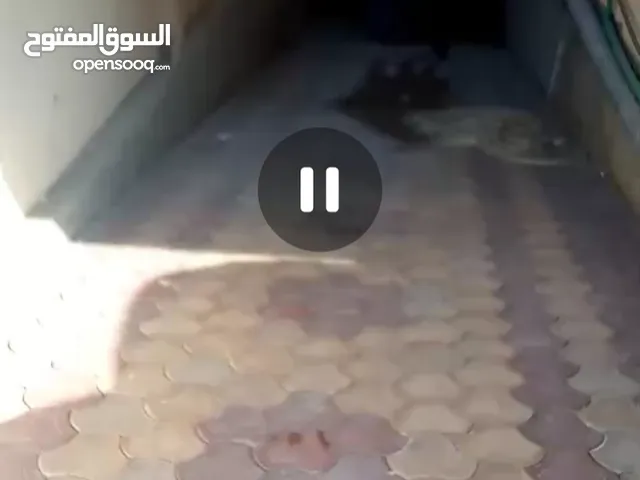 مخزن للإيجار 640 متر بالمنطقة التاسعة مدينة نصر قرب النحاس وأحمد الزمر