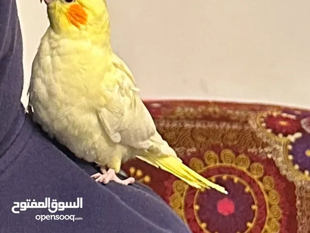 عصفورين اثنين فرخ كوكتيل لاتينو بسكوتي ذكور+هديتان انظر للوصف كل تساؤلاتك موحودة