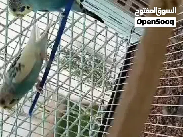 السلام عليكم موجود كوبيتين الله يبارك صحتهم ممتازة ماشاء الله تبارك الرحمن المكان طرابلس المشروع جنب