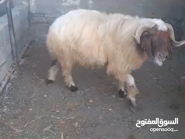 كبش نعيمي بيور