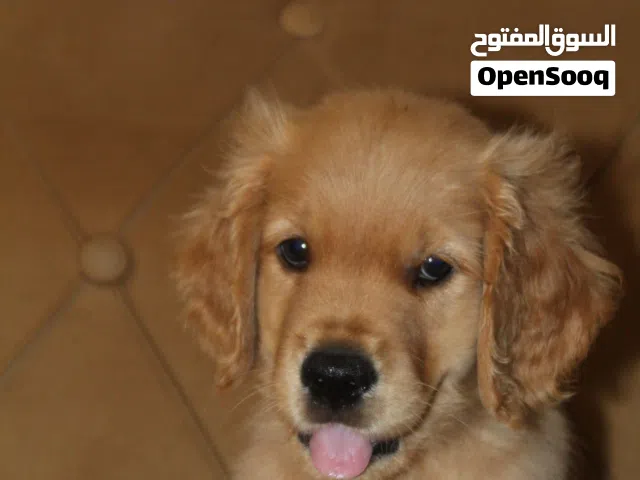 Golden retriever puppy