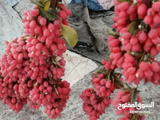 تجارة الجملة والتجزئة للزعرور، الشراء المباشر من حدائق خراسان وبيرجند، إيران